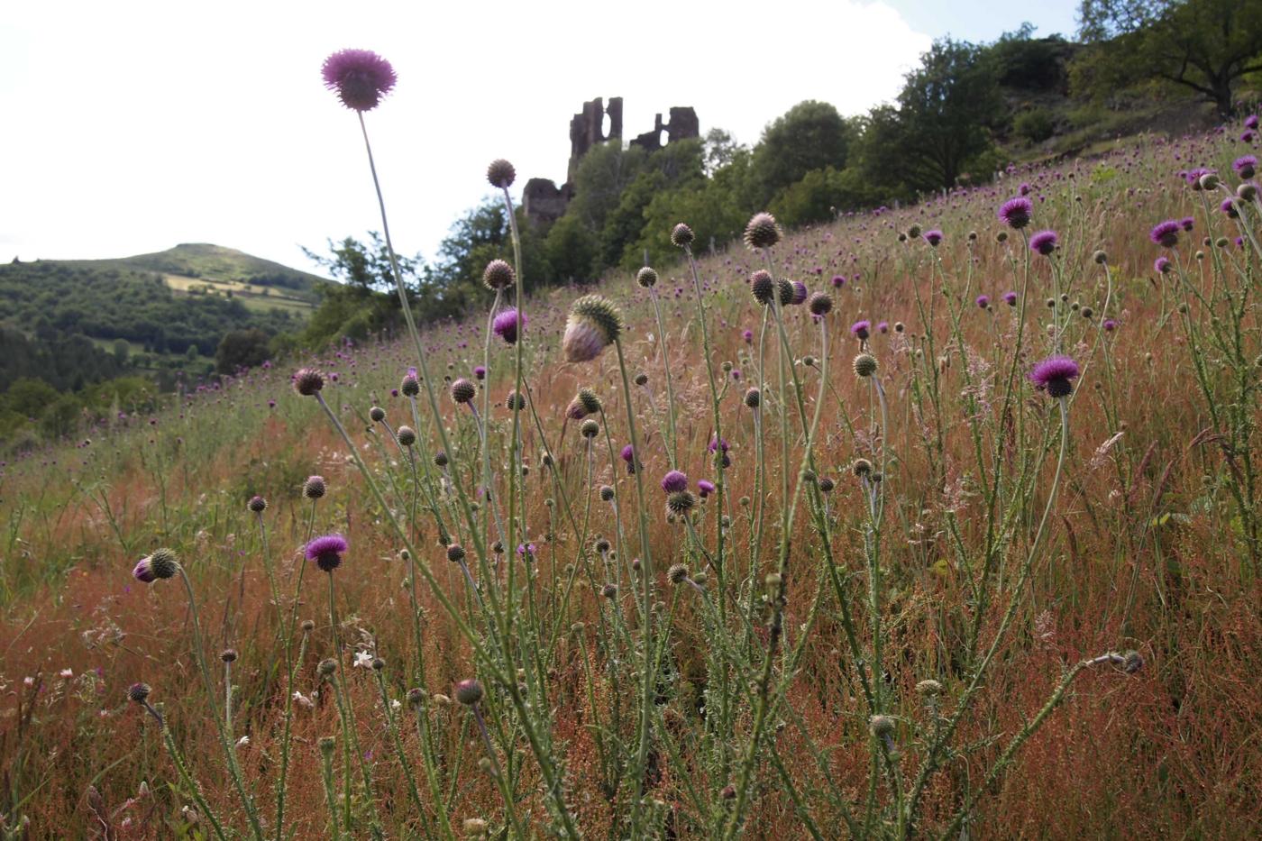 Thistle [blackening] plant